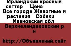 Ирландский красный сеттер. › Цена ­ 30 000 - Все города Животные и растения » Собаки   . Ивановская обл.,Верхнеландеховский р-н